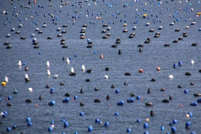 High angle view of group of people on water