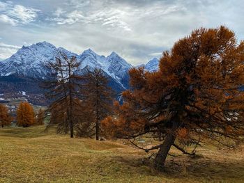 Pine trees on snowcapped mountains against sky