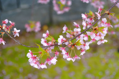 Close-up of pink cherry blossoms in spring