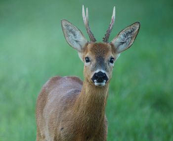 Portrait of deer standing on grass