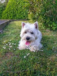 Dog standing on field