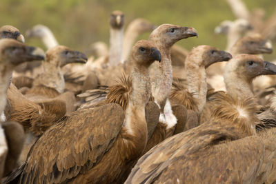 Close-up of birds