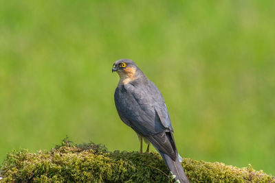 Sparrowhawk, accipiter nisus, on a moss covered tree branch in a woodland setting