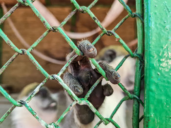 Close up monkey