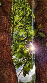 Low angle view of tree against sunlight