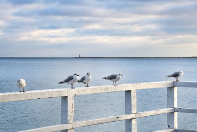 Seagulls perching on railing of pier by sea