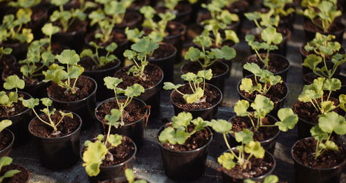 Close-up of potted plant