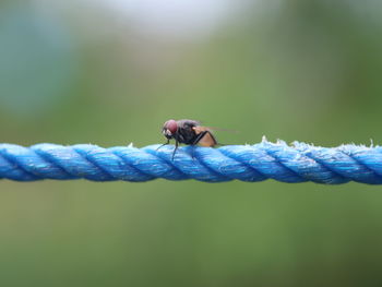 Close-up of insect on rope