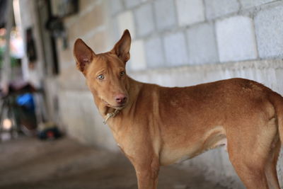 Portrait of dog looking at camera