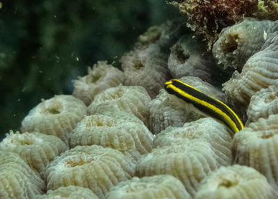 Close-up of turtle in sea