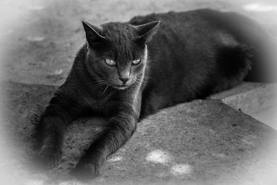 Close-up portrait of cat lying down