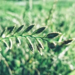 Close-up of plant against blurred background