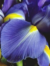 Close-up of purple flowers