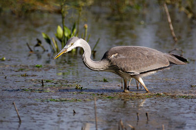 Side view of a bird in water