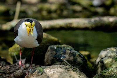 Close-up of seagull perching on rock