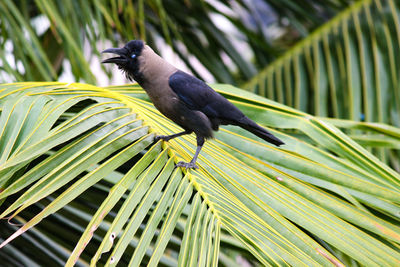 Bird perching on a plant