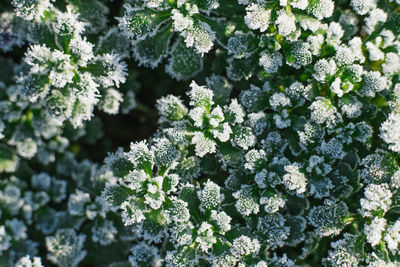 Leaves are aubrieta covered with the first frost. natural background