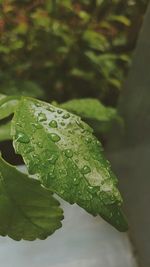 Close-up of raindrops on leaves