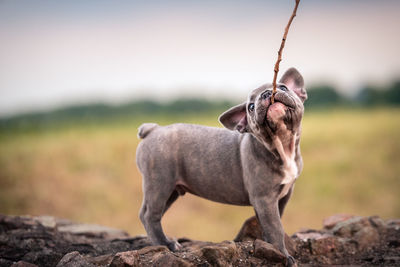 Dog looking away on field