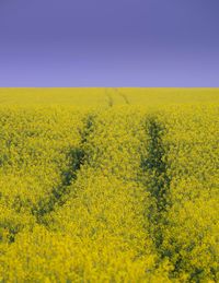 Scenic view of oilseed rape field against clear sky