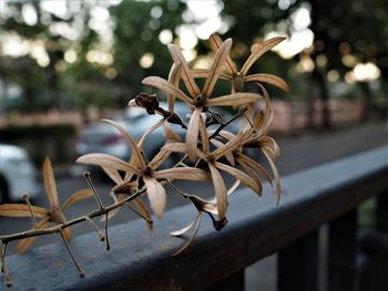 Close-up of wilted plant by railing