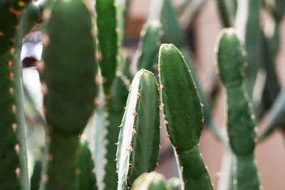 Cactus in the park with sunlight.