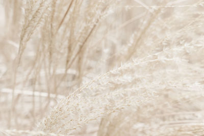 Full frame shot of wheat field