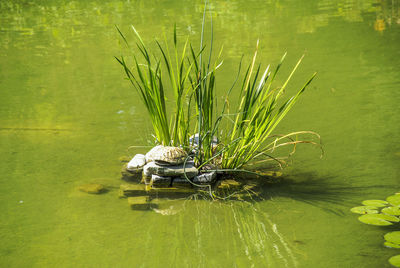 Close-up of crocodile in lake