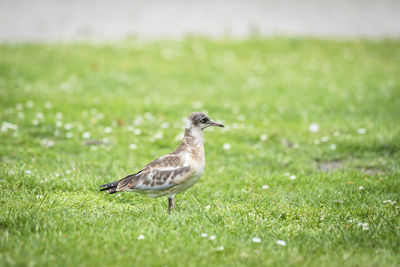 Side view of a bird on grass