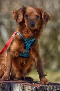 Portrait of puppy