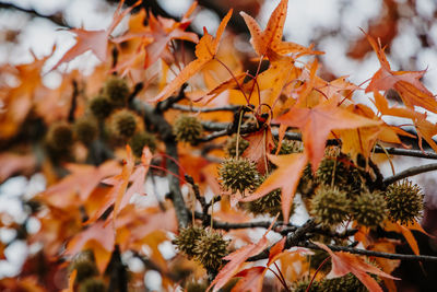 Close-up of autumnal leaves on tree