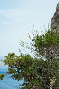 Plants by lake against sky