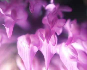 Close-up of pink flower