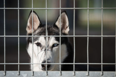 Close-up portrait of dog in cage