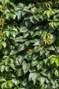 Full frame shot of plants