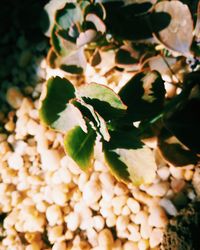 Close-up of fresh green leaves