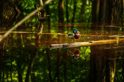 Close-up of bird perching on lake