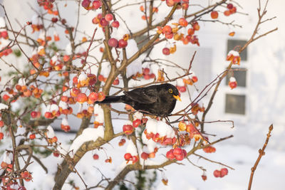 View of bird perching on tree