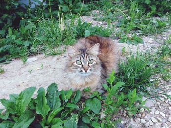 Portrait of a cat