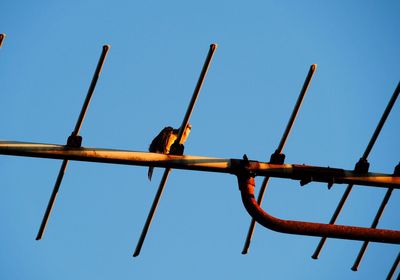 Low angle view of bird perching on cable against clear sky