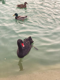 View of swans swimming in lake