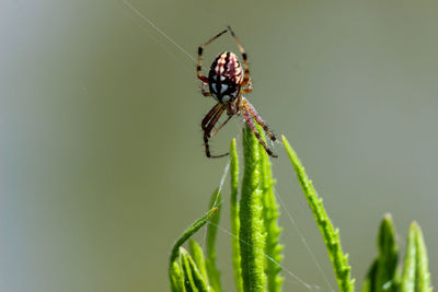 Close-up of spider on a plant