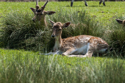 Deer in a field