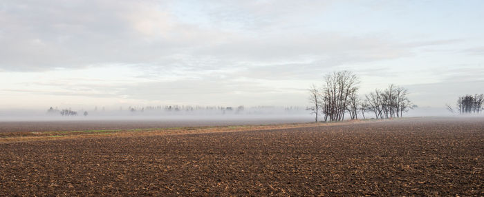 Trees on field against sky