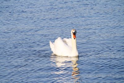 Swan swimming in lake