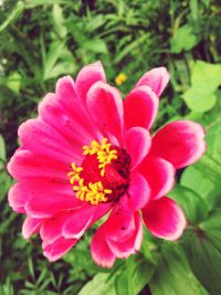 Close-up of pink flower