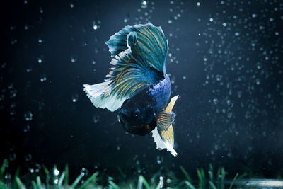 Beautyful tail betta fish