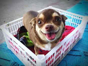 High angle view of puppy in basket