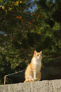 Cat sitting on a tree