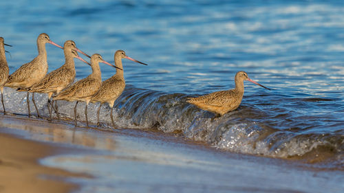 Shorebirds lined-up on the beach entering the water